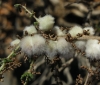 Rabdophaga santolinae