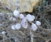 Rhopalomyia santolinae
