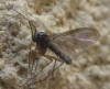 Sciaridae Sciaridae