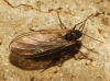 Sciaridae Sciaridae