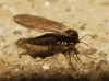 Sciaridae Sciaridae