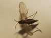 Sciaridae Sciaridae