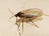 Sciaridae Sciaridae