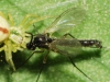 Sciaridae Sciaridae