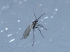 Sciaridae Sciaridae