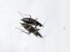Sciaridae Sciaridae