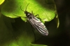 Sciaridae Sciaridae
