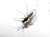 Sciaridae Sciaridae