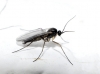 Sciaridae Sciaridae