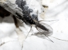 Sciaridae Sciaridae