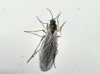 Sciaridae Sciaridae