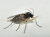 Sciaridae Sciaridae