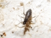 Sciaridae Sciaridae