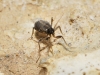 Sciaridae Sciaridae