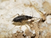 Sciaridae Sciaridae