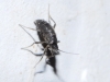 Sciaridae Sciaridae