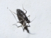 Sciaridae Sciaridae