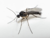 Sciaridae Sciaridae