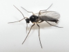 Sciaridae Sciaridae