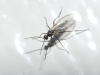 Sciaridae Sciaridae
