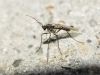 Sciaridae Sciaridae