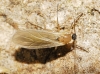 Sciaridae Sciaridae