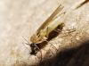 Sciaridae Sciaridae