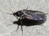 Sciaridae Sciaridae