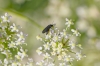 Sciaridae sp. ? Sciaridae sp. ?