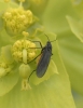 Sciaridae Sciaridae