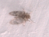 Tinearia cf. alternata (Say, 1824)