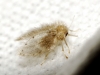 Tinearia sp. Schellenberg 1803