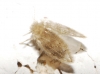 Tinearia sp. Schellenberg 1803