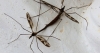 Tipula (Acutipula) sp.