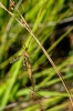 Tipula (Acutipula) sp.