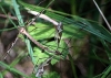 Tipula (Acutipula) sp. Alexander, 1924