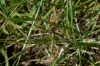 Tipula