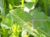 Tipula sp.?