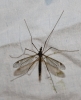 Tipula sp. Linnaeus, 1758