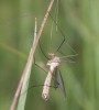 Tipula sp. Linnaeus, 1758