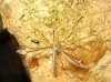 Tipula sp. Linnaeus, 1758