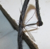 Tipula sp. Linnaeus, 1758