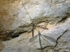 Tipula sp. Linnaeus, 1758
