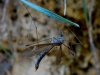 Tipula sp. Linnaeus, 1758