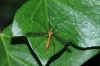 Tipula sp. Linnaeus, 1758