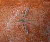 Tipula (Acutipula) sp. Alexander, 1924