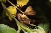 Tipula sp. Linnaeus, 1758