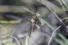Tipulidae