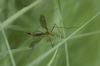Tipulidae sp.