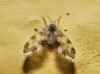 Tonnoiriella pulchra (Eaton, 1893) ?